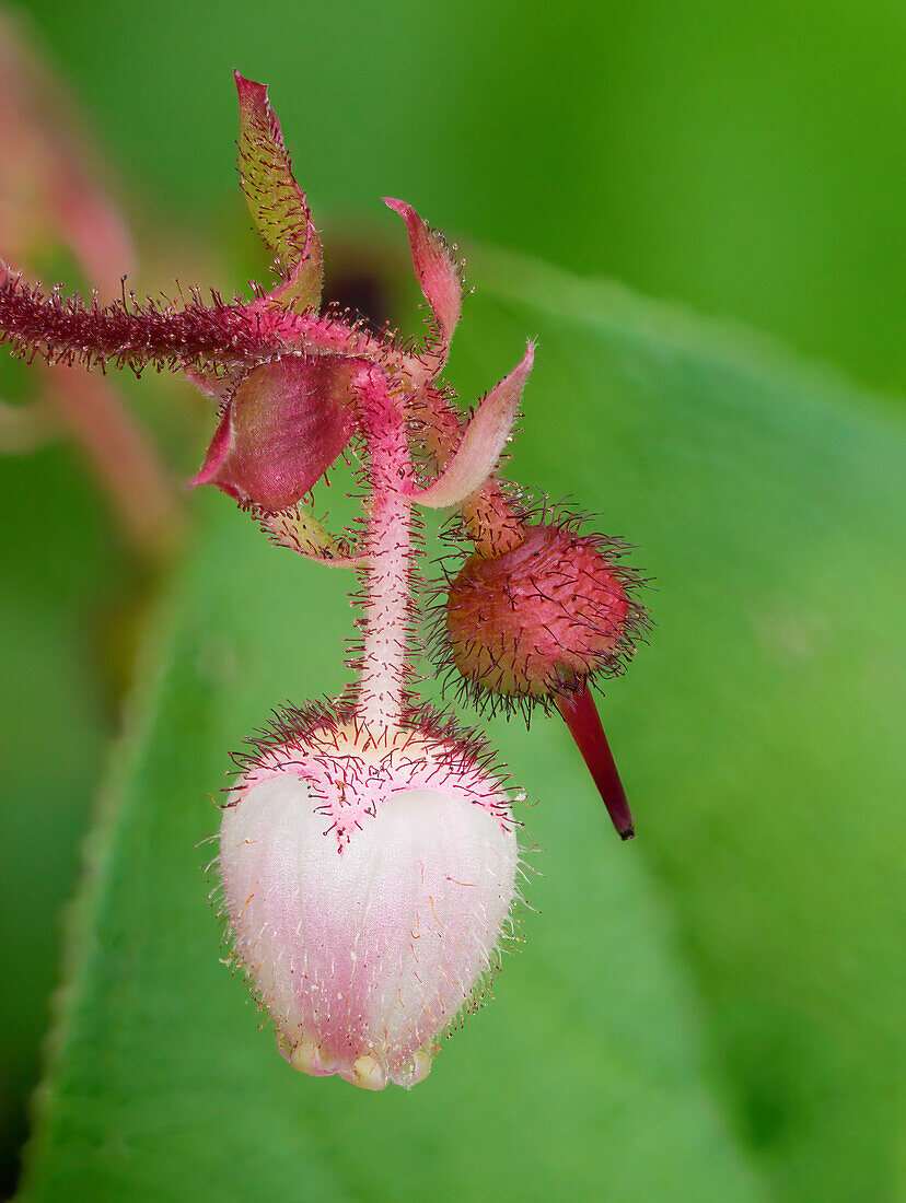 USA, Washington State. Salal blossoms