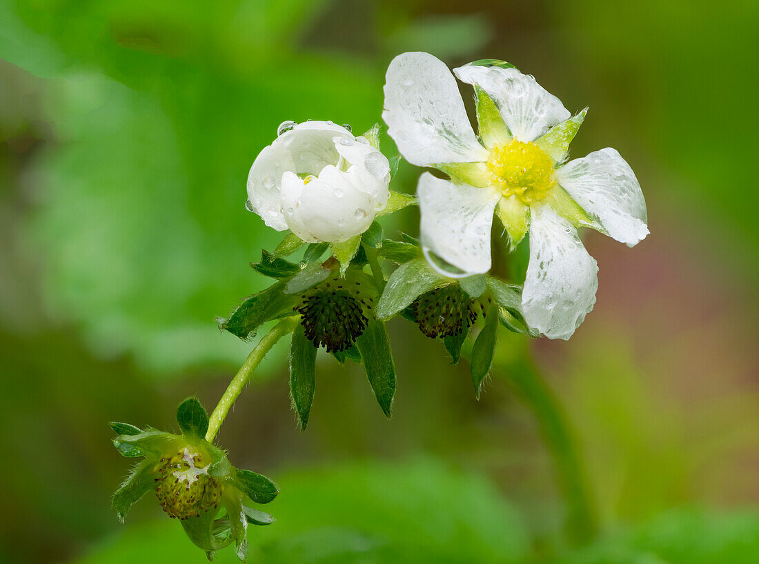 USA, Washington State. Strawberry blossoms