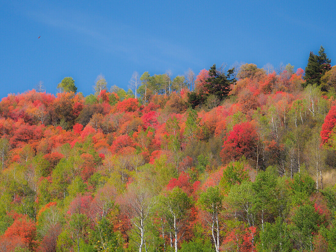 USA, Utah, Logan Pass. Farbenfroher Herbst am Provo Pass