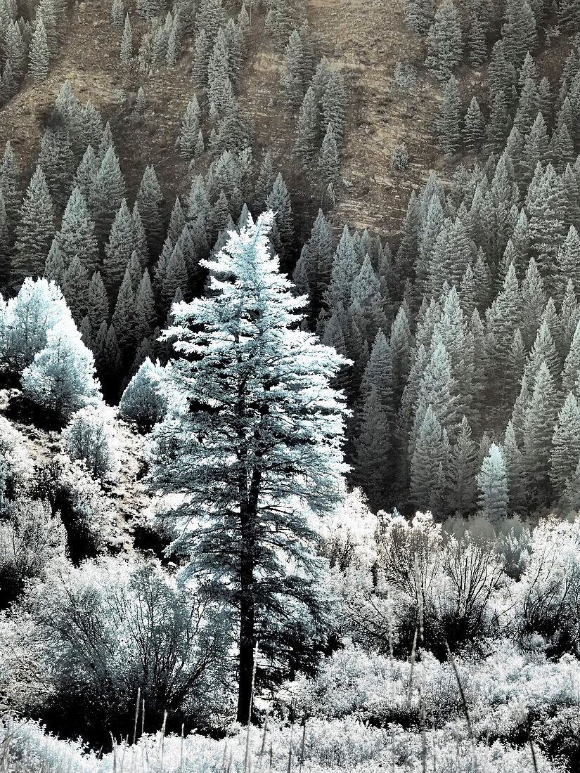 USA, Utah, Logan Pass. Autumn in infrared of fir trees and heavy backlighting