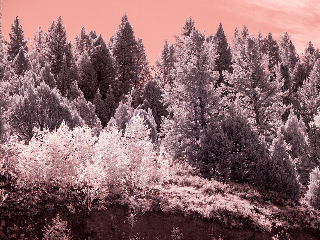 USA, Utah. Aspen-Hain in der Gegend des Logan Passes im Infrarotlicht