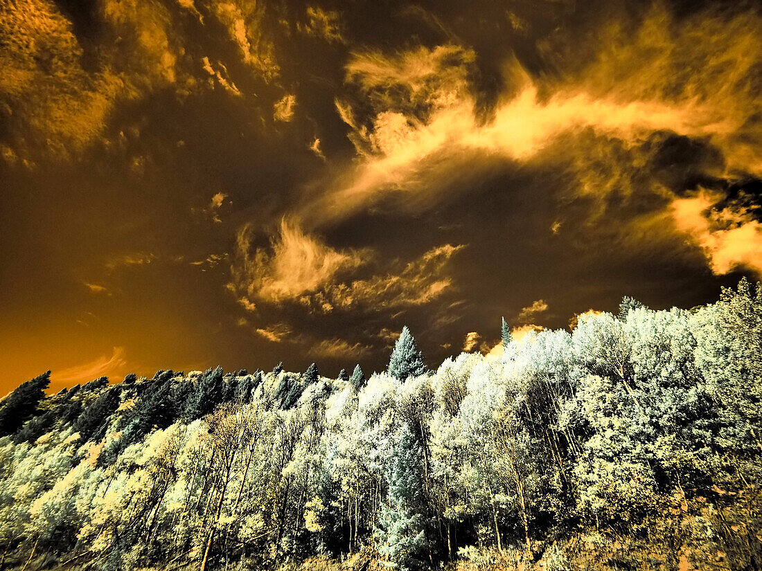 USA, Utah. Aspen grove in infrared of the Logan Pass area