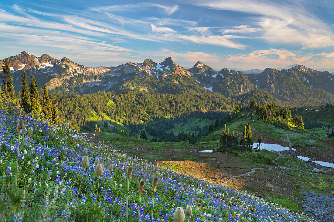 Tatoosh Range mit einer Mischung aus Broadleaf Lupines und Western Anemones im Vordergrund. Mount Rainier-Nationalpark, Bundesstaat Washington