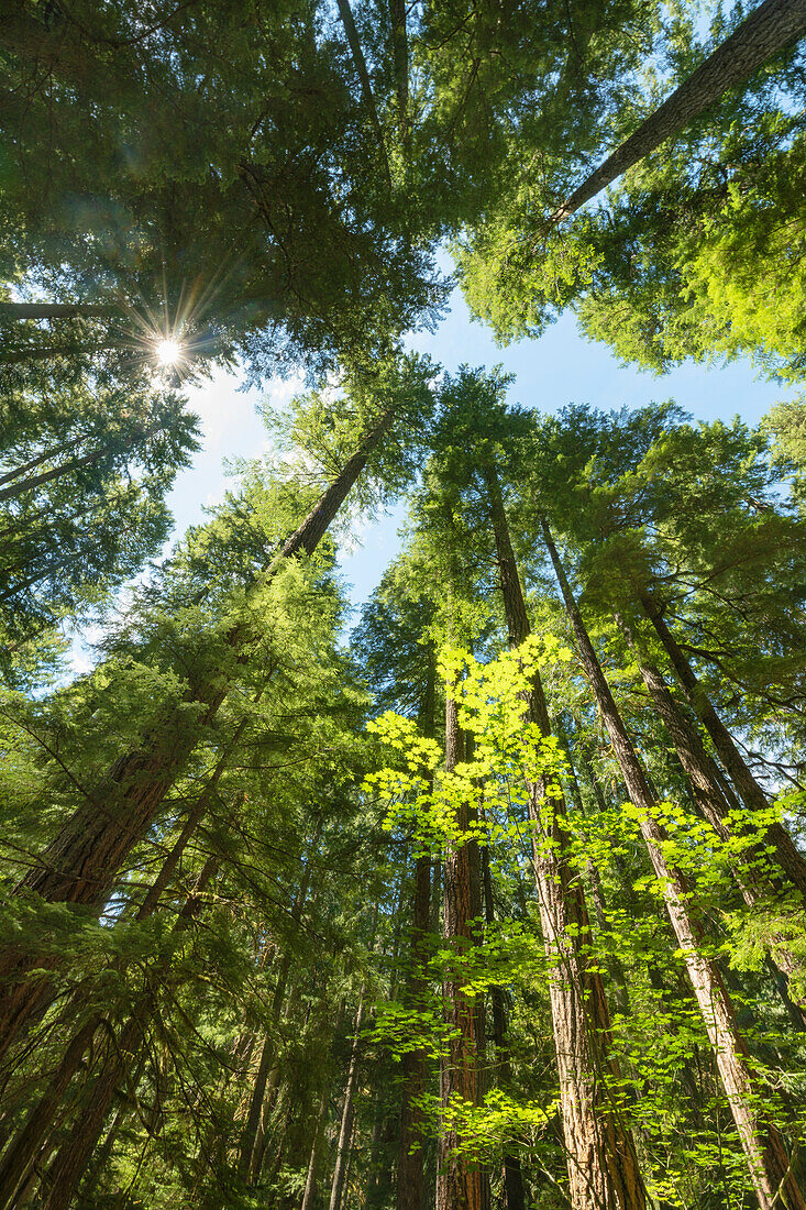 Ohanapecosh, altgewachsener Wald, Mount Rainier National Park