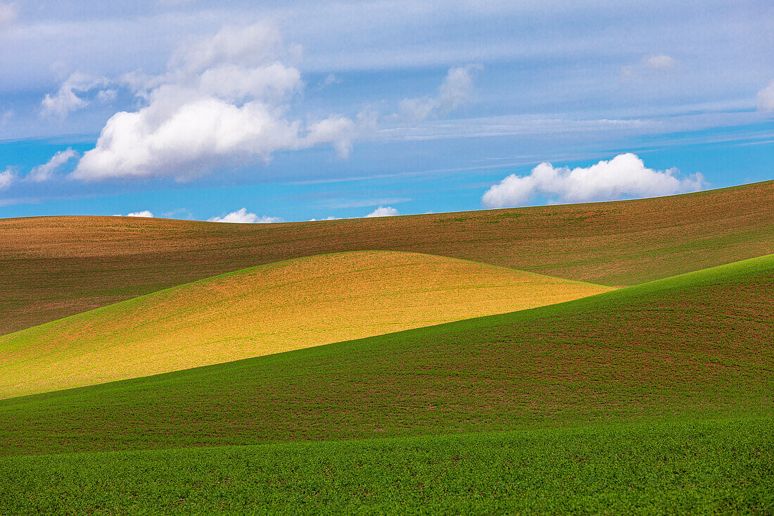 USA, Washington State, Palouse, Colfax. Rolling wheat fields.