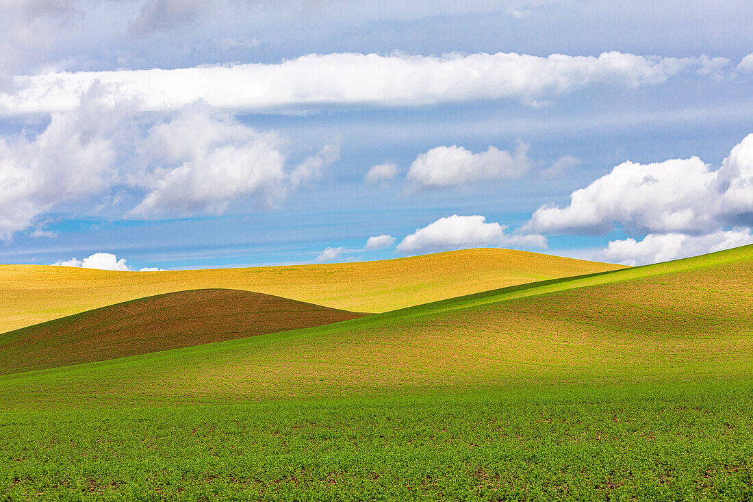 USA, Washington State, Palouse. Pullman Rolling fields of wheat.