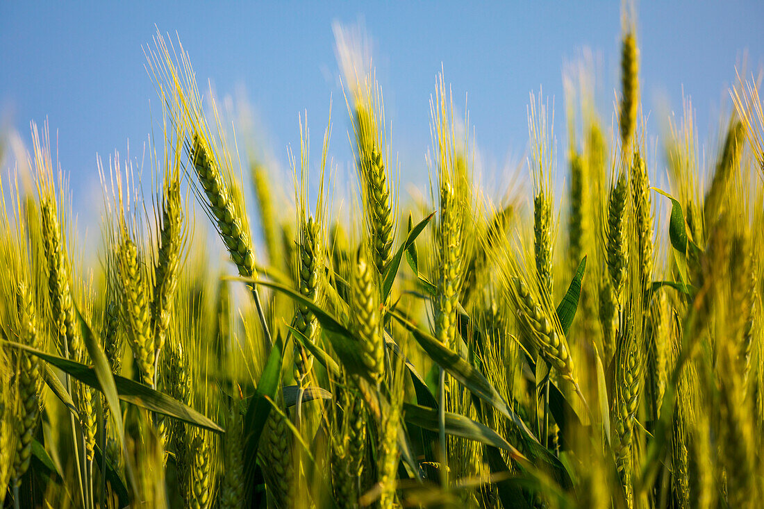 USA, Washington State, Palouse, Colfax. Green wheat.