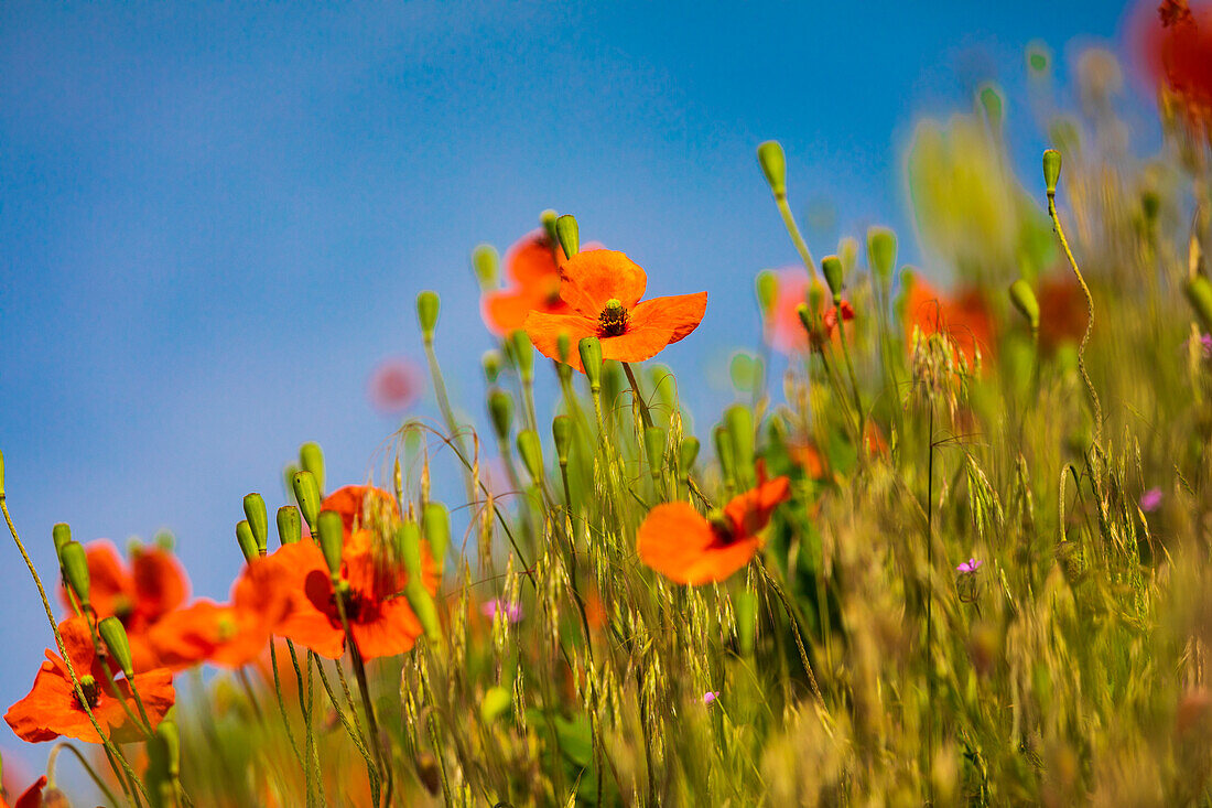 USA, Washington State, Palouse. Orange poppy plant.