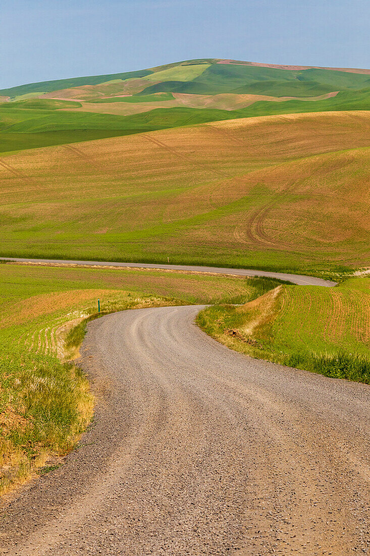 USA, Idaho, Genesee. Green wheat fields. Gravel, dirt road.