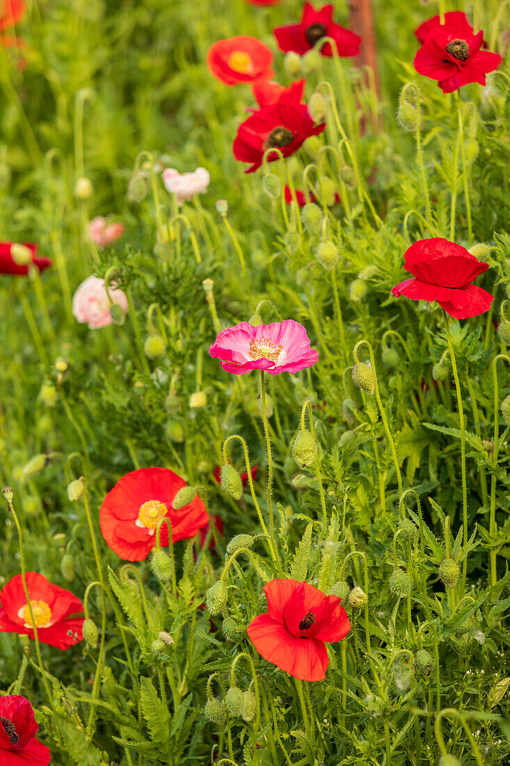 USA, Bundesstaat Washington, Palouse, Colfax. Verschiedene farbige Mohnblumen wachsen im grünen Weizen.