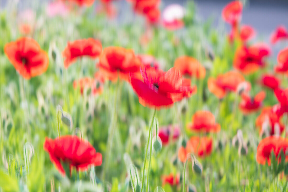 USA, Washington State, Palouse, Colfax. Variety of colored poppy flowers growing in the green wheat.