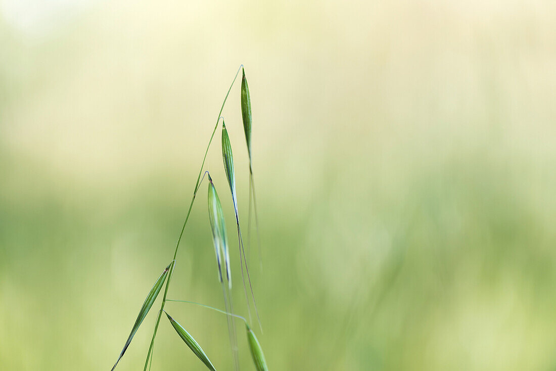 Soft focus of green Avena fatua plant with hollow erect stems growing in woods on summer day in wild nature