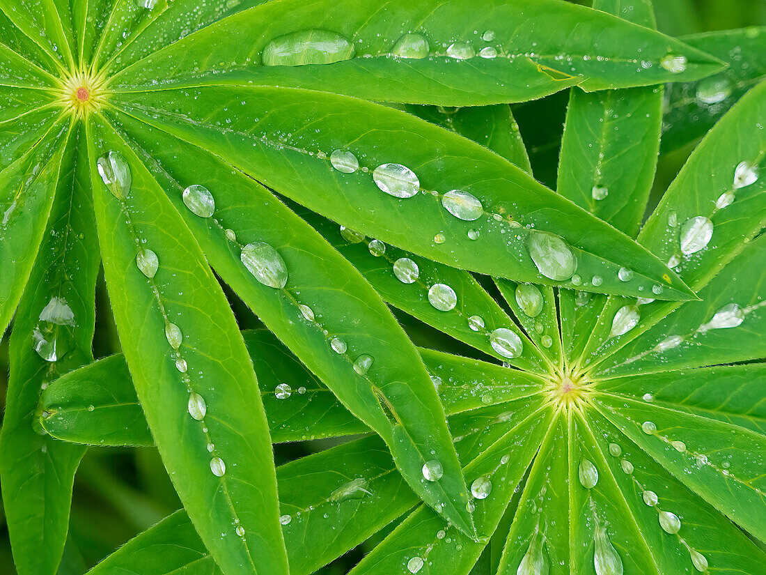 USA, Washington State. Water on lupine leaves