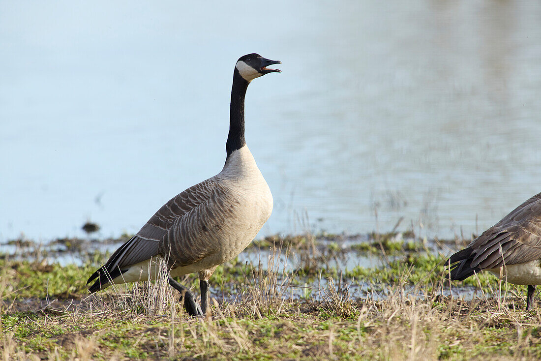 Canada goose honking before taking flight.