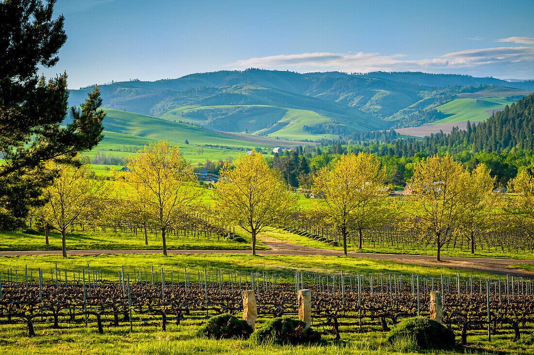 USA, Bundesstaat Washington, Walla Walla. Frühlingsmorgen auf dem Weingut Figgins Estate Vineyard im Bezirk Mill Creek von Walla Walla. (Nur für redaktionelle Zwecke)