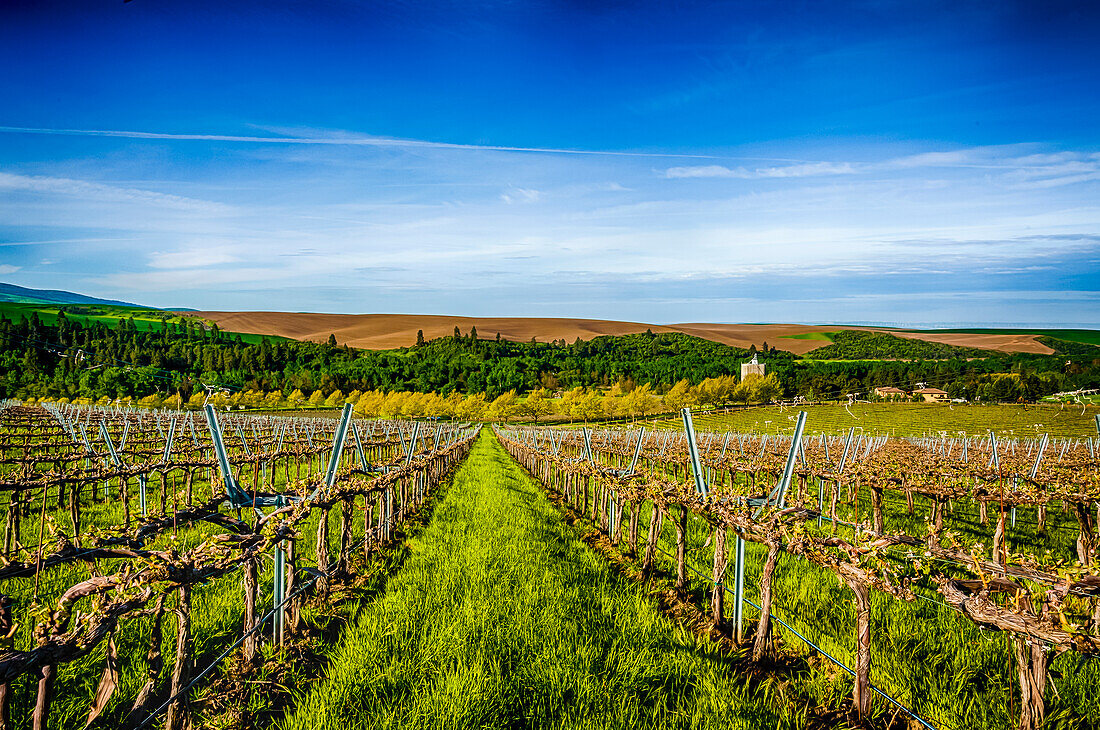 USA, Bundesstaat Washington, Walla Walla. Frühlingsmorgen auf dem Weingut Figgins Estate Vineyard im Bezirk Mill Creek von Walla Walla. (Nur für redaktionelle Zwecke)