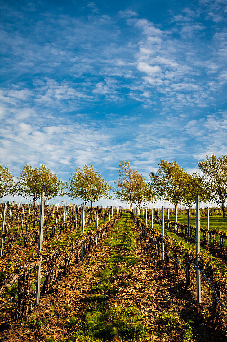 USA, Bundesstaat Washington, Walla Walla. Frühlingslicht auf dem Weingut Figgins Estate Vineyard (nur für redaktionelle Zwecke)