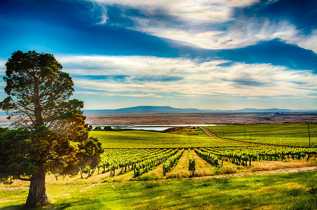 USA, Bundesstaat Washington, Pasco. Der Columbia River grenzt an den Bacchus-Abschnitt des Sagemoor Vineyard, der in der White Bluffs AVA des Columbia Valley liegt. (Nur für redaktionelle Zwecke)