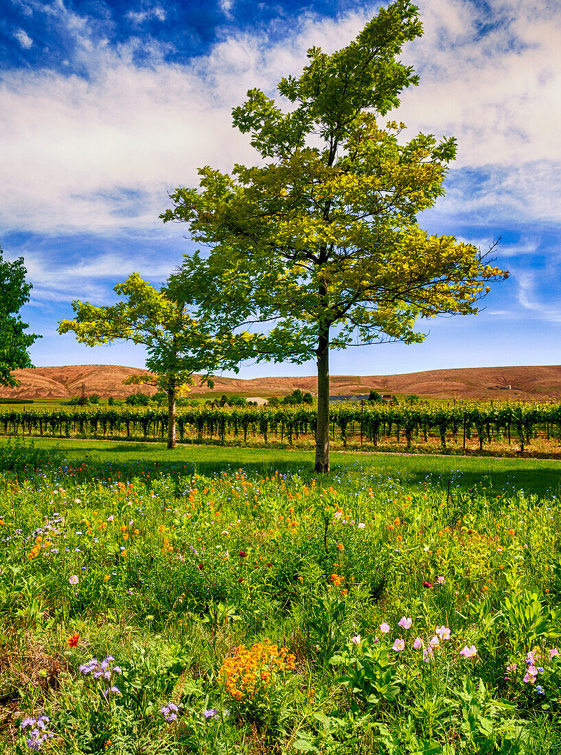 USA, Bundesstaat Washington, Red Mountain. Frühlingsblumen säumen einen Weinberg im Yakima Valley in Washington.