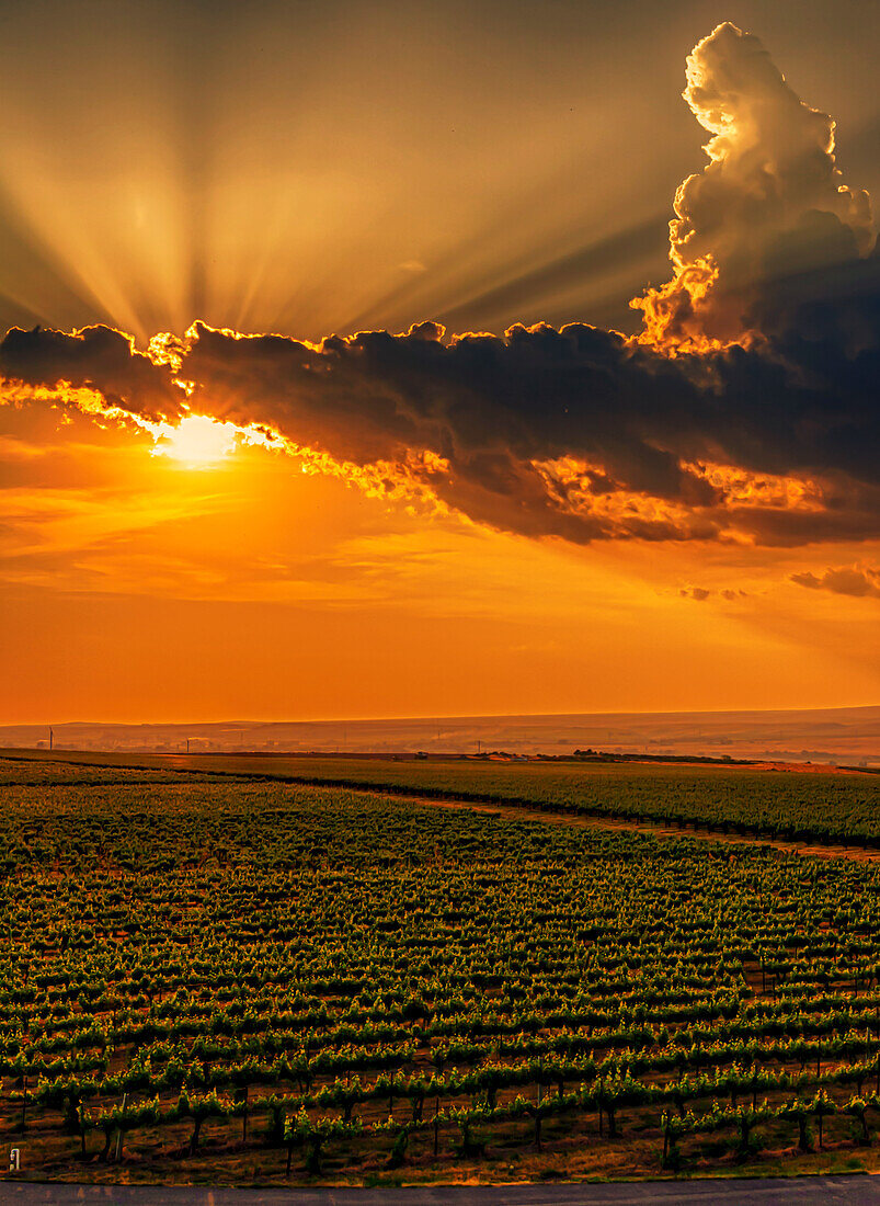 USA, Bundesstaat Washington, Red Mountain. Sonnenuntergang über der Kiona Winery and Vineyards am Red Mountain. (Nur für redaktionelle Zwecke)