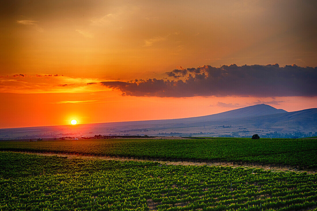 USA, Bundesstaat Washington, Red Mountain. Sonnenuntergang über der Kiona Winery and Vineyards am Red Mountain. (Nur für redaktionelle Zwecke)