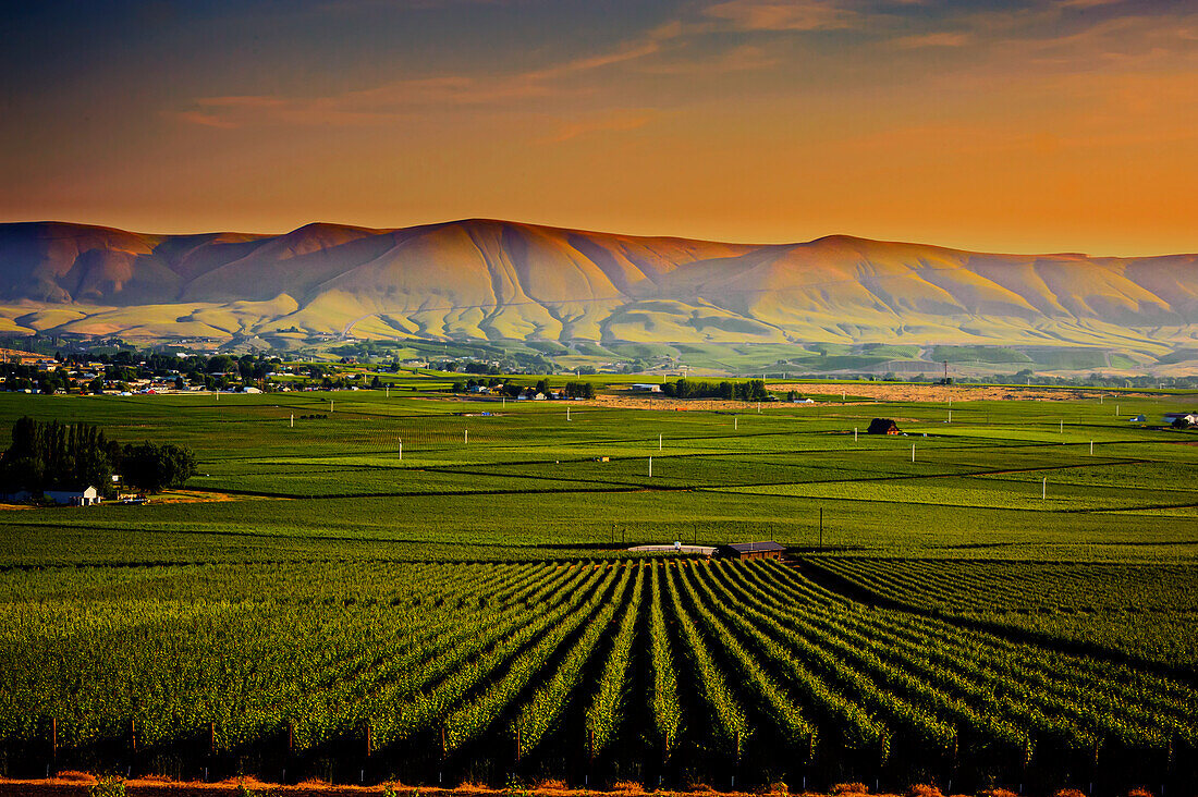 USA, Bundesstaat Washington, Red Mountain. Abenddämmerung in den Weinbergen des Weinbaugebiets Red Mountain mit den Horse Heaven Hills im Hintergrund.