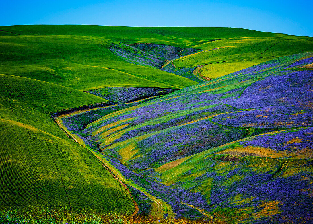 USA, Washington State, Walla Walla. A workhorse cover crop, vetch contributes biomass to a vineyard, protects soils from wind and rain, while improving structure and adding nutrients.