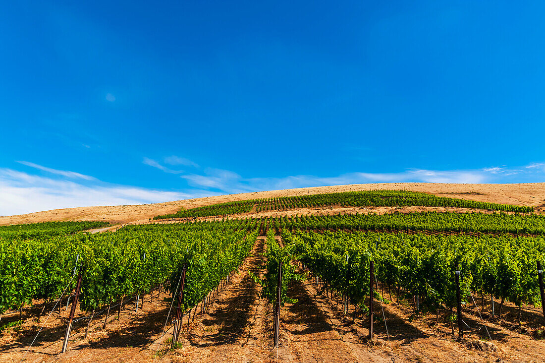 USA, Bundesstaat Washington, Yakima Valley. Weinberg mit zunehmender Höhe auf dem Red Mountain im Yakima Valley in Washington.