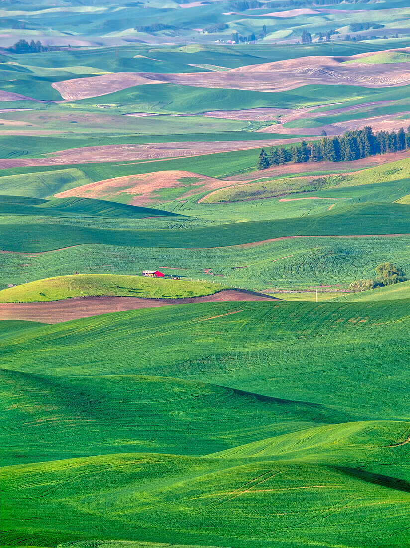 USA, Washington State, Palouse Region. Rolling green hills of wheat