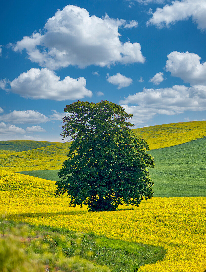 USA, Washington State, Palouse Region. Lone tree in canola field with field road running through