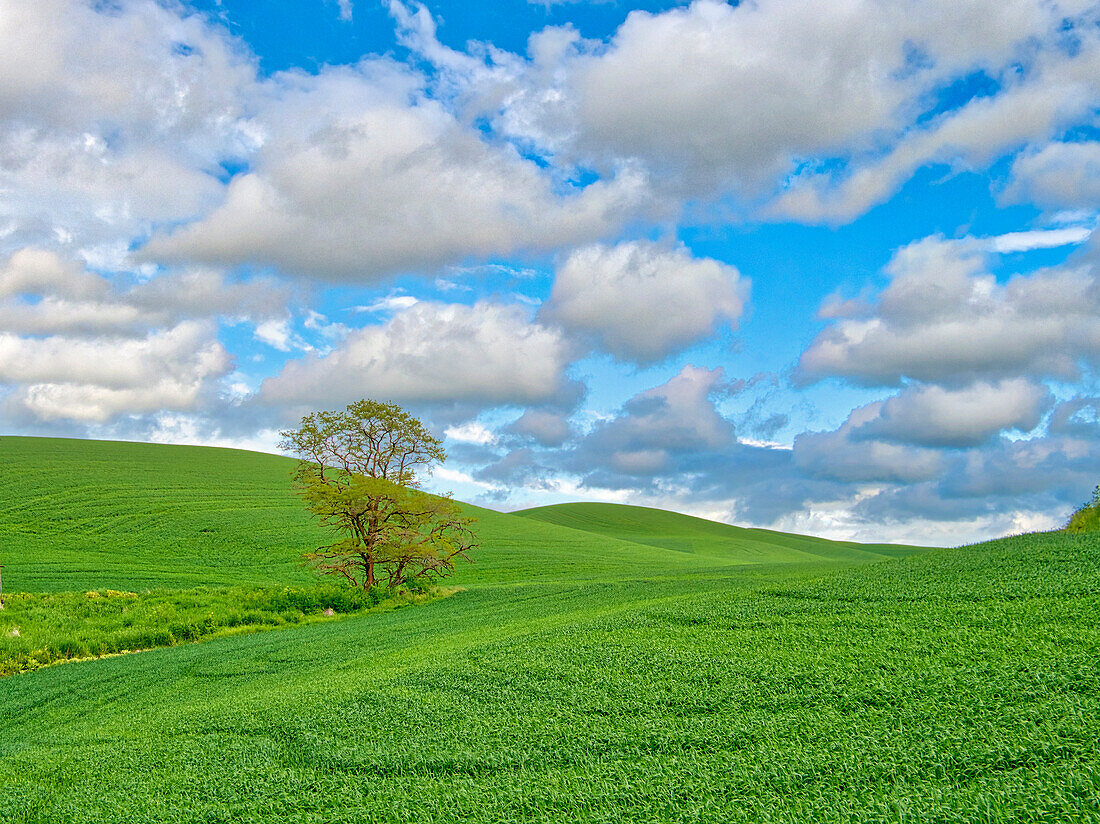 USA, Bundesstaat Washington, Region Palouse. Einzelner Baum in einem Weizenfeld und große Wolken