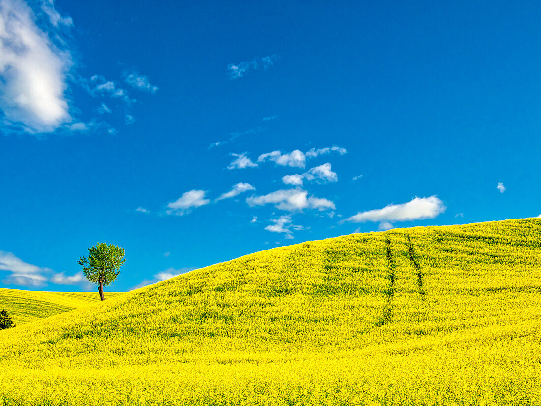 USA, Bundesstaat Washington, Region Palouse. Einzelner Baum in Rapsfeld