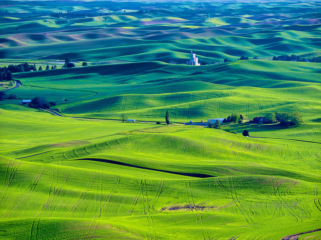 USA, Washington State, Palouse Region. Rolling green hills of wheat