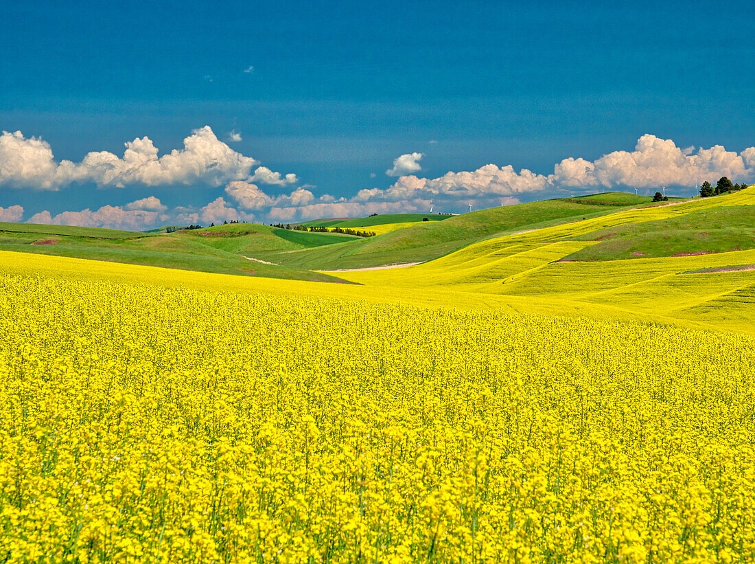 USA, Washington State, Palouse Region. Spring canola field with contours and lines