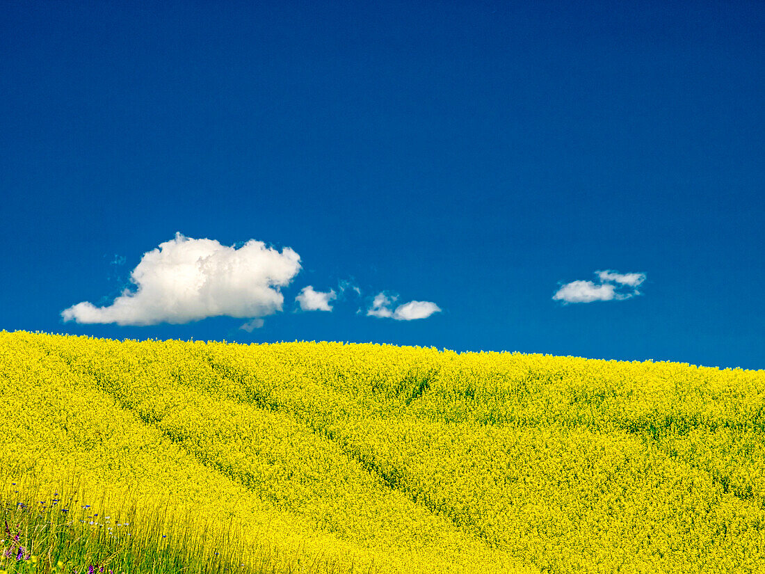 USA, Bundesstaat Washington, Palouse-Region. Frühlingsrapsfeld mit Konturen und Linien