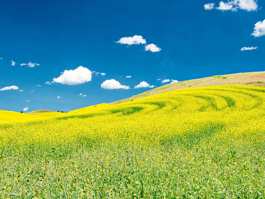 USA, Washington State, Palouse Region. Spring canola field with contours and lines