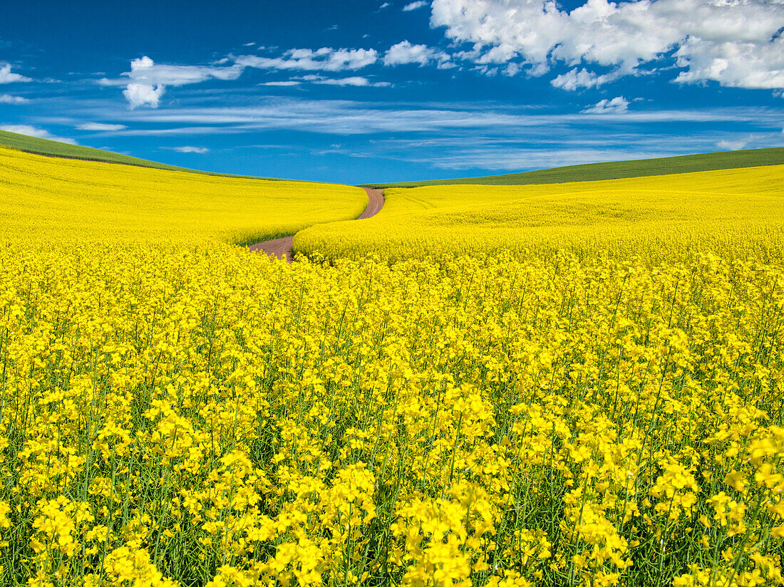 USA, Bundesstaat Washington, Region Palouse. Hinterlandstraße, die sich durch ein Rapsfeld schlängelt