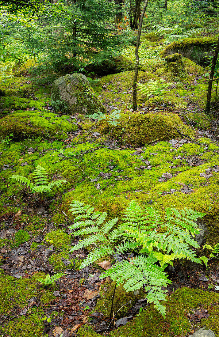 USA, West Virginia, Canaan Valley State Park. Moosbewachsene Felsen und Farne im Wald.