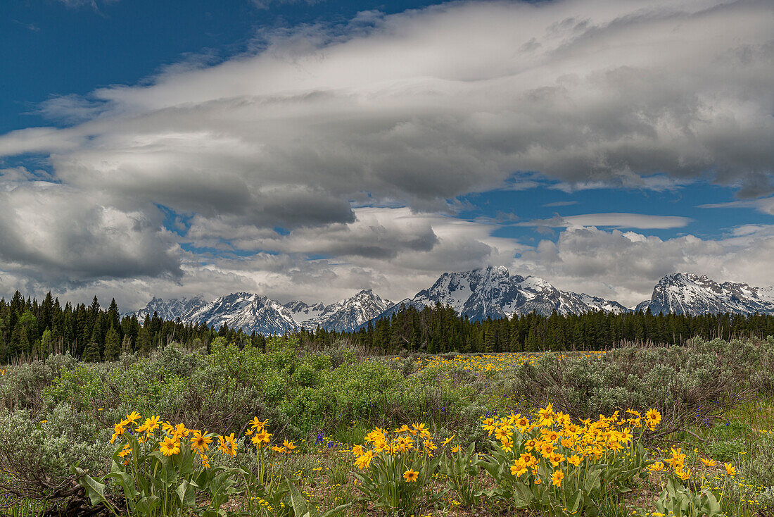 USA, Wyoming. Landschaft mit Arrowleaf Balsamroot-Wildblumen und Teton Mountains, Grand Teton National Park