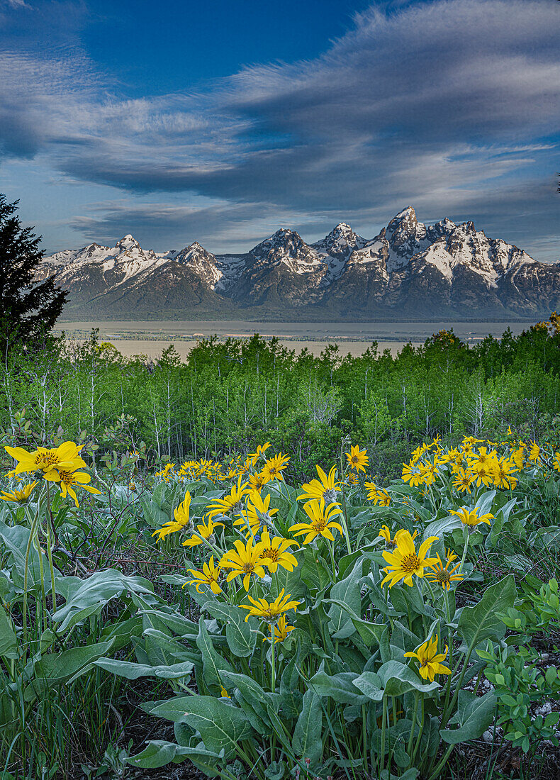 USA, Wyoming. Landschaft von Arrowleaf Balsamroot Wildblumen, Espenbäume und Cirruswolken über Teton Mountains in der Ferne