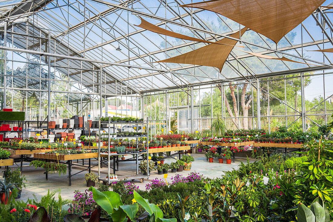 Geräumige Einrichtung eines Gartencenters mit verschiedenen Topfpflanzen und blühenden Blumen, die vom Sonnenlicht beleuchtet werden