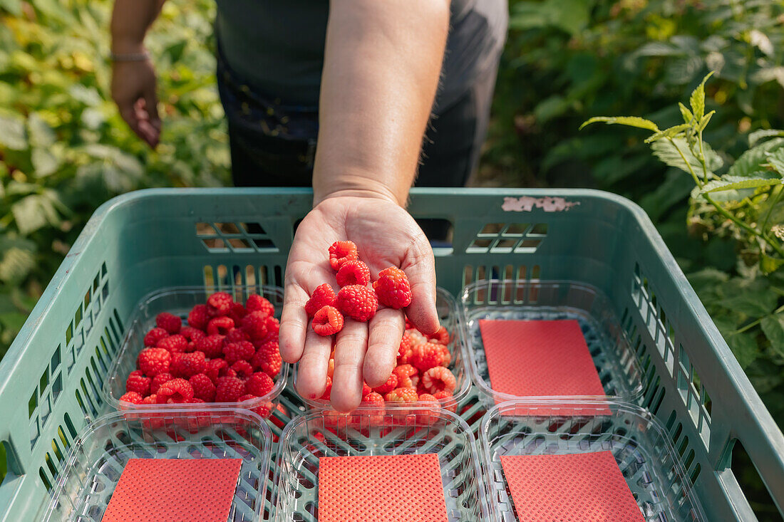 Gärtnerin prüft Beeren, während sie reife Himbeeren in Plastikkisten im Gewächshaus während der Erntezeit sammelt