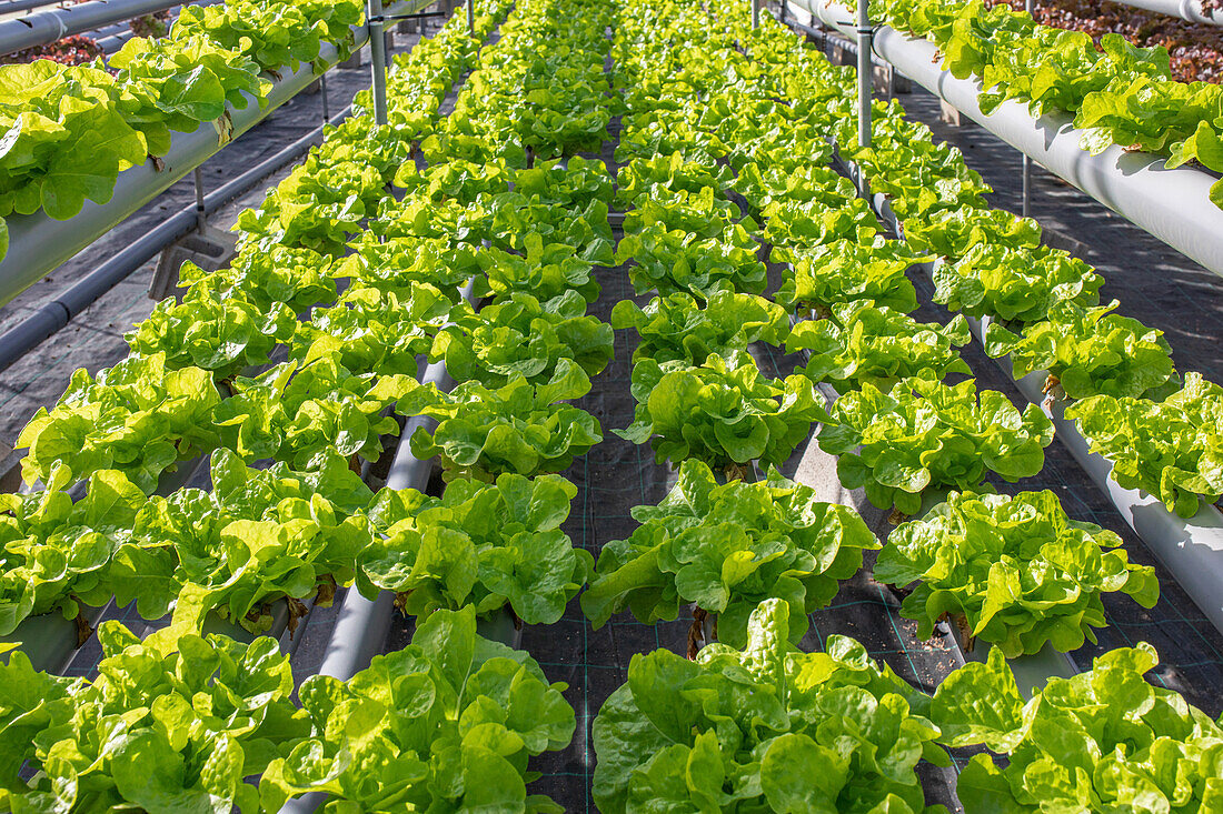 Blick von oben auf üppige, frische, grüne Salatblätter, die auf einem Hydrokultur-Tisch in einem landwirtschaftlichen Gewächshaus wachsen