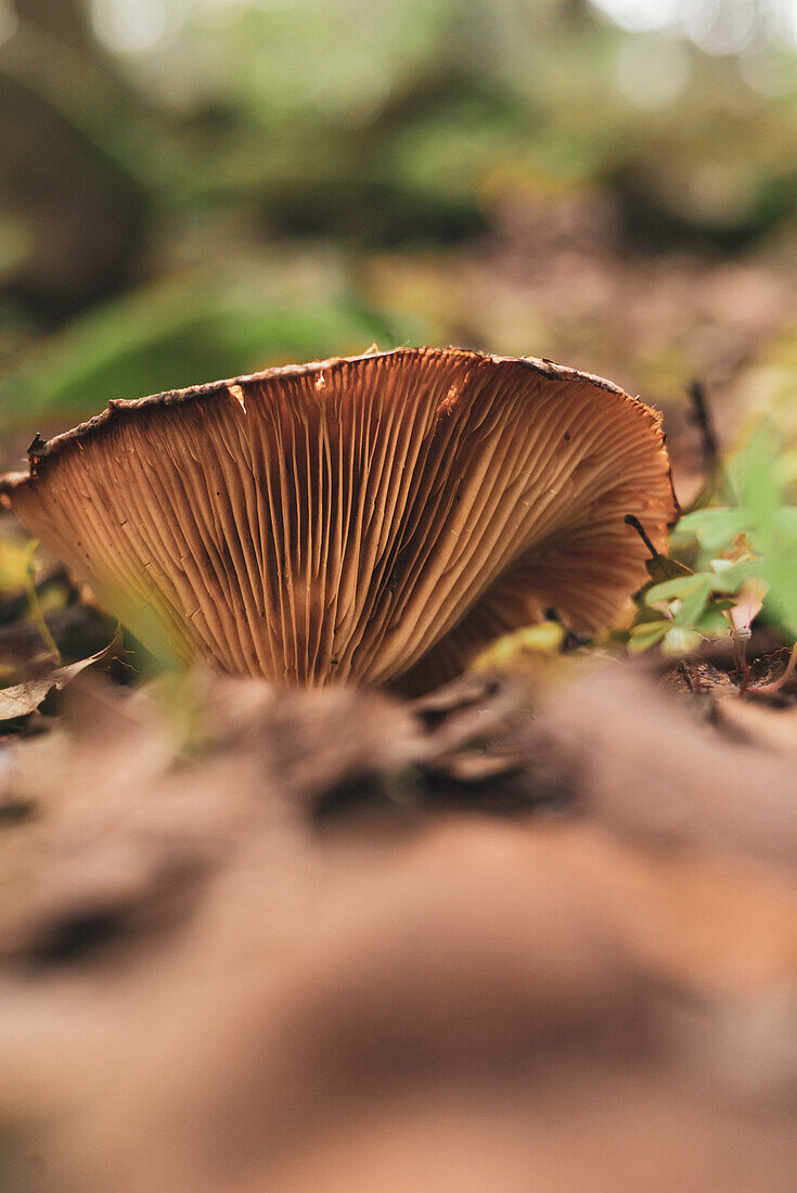 Milchkappenpilz im Wald, bedeckt mit trockenem Laub an einem Herbsttag