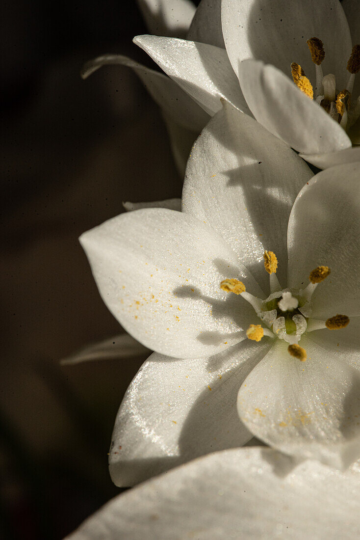 Draufsicht auf eine blühende üppige Knospe der weißen Lilien Eustoma bei Tageslicht