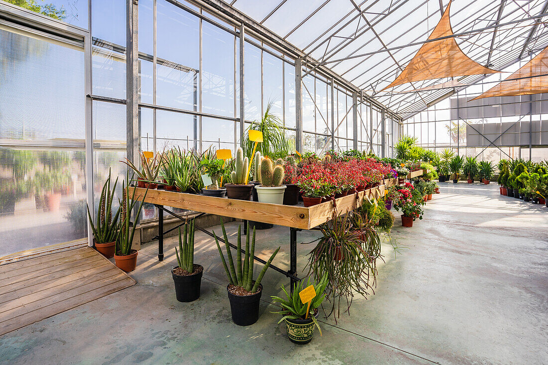 Geräumige Einrichtung eines Gartencenters mit verschiedenen Topfpflanzen und blühenden Blumen, die vom Sonnenlicht beleuchtet werden