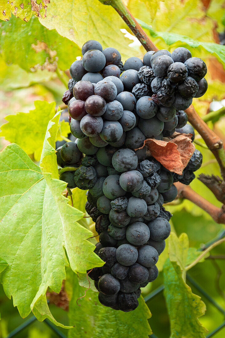 Metallgitterzaun mit Zweigen eines üppig wachsenden Traubenbaums im Weinberg einer landwirtschaftlichen Plantage