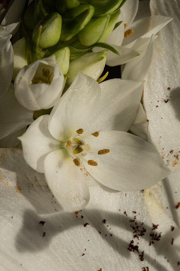 Draufsicht auf eine blühende üppige Knospe der weißen Lilien Eustoma bei Tageslicht