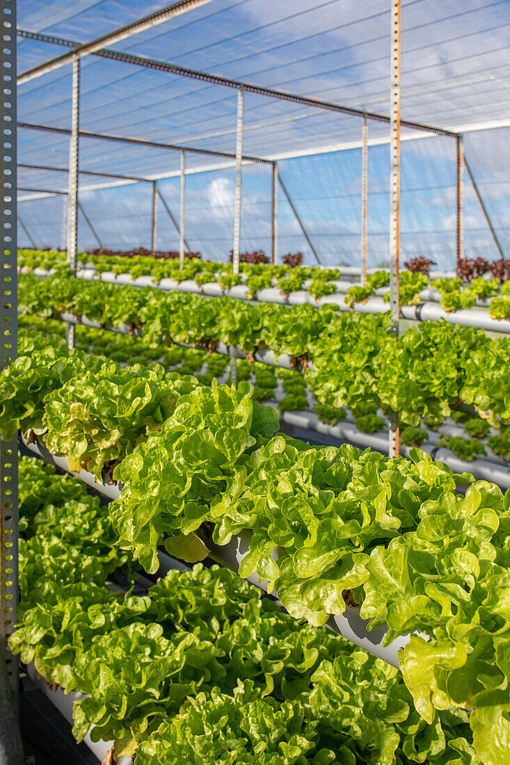 Üppiges frisches Grün von grünem und rotem Salat, der im Hydrokultur-Gewächshaus eines landwirtschaftlichen Komplexes wächst