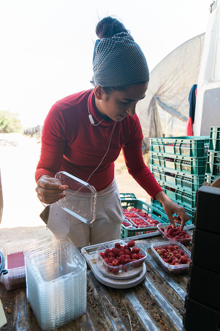 Aufmerksame Gärtnerin misst das Gewicht von reifen Himbeeren auf einer digitalen Waage im Kofferraum eines Lieferwagens